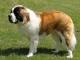 Saint Bernard dog