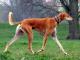 Saluki dog