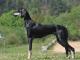 Saluki dog