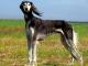 Saluki dog