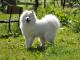Samoyed dog