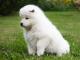 Samoyed dog