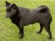 Schipperke dog