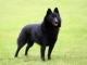 Schipperke dog