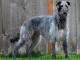 Scottish Deerhound dog