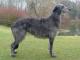 Scottish Deerhound dog