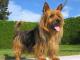 Australian Terrier dog