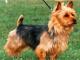 Australian Terrier dog