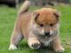 Shiba Inu dog