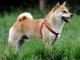 Shiba Inu dog