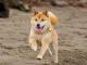 Shiba Inu dog