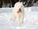 Siberian Husky dog