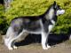 Siberian Husky dog