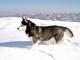 Siberian Husky dog