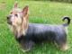 Silky Terrier dog