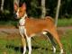 Basenji dog