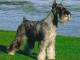 Standard Schnauzer dog