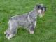 Standard Schnauzer dog