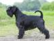 Standard Schnauzer dog