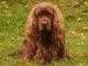 Sussex Spaniel dog