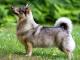 Swedish Vallhund dog