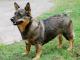Swedish Vallhund dog