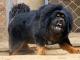 Tibetan Mastiff dog