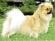 Tibetan Spaniel dog