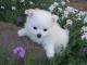 Toy American Eskimo  dog