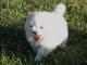Toy American Eskimo  dog