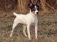 Toy Fox Terrier dog