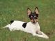 Toy Fox Terrier dog