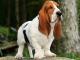 Basset Hound dog