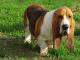 Basset Hound dog