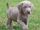 Weimaraner dog