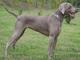 Weimaraner dog