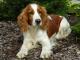 Welsh Springer Spaniel dog