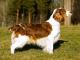Welsh Springer Spaniel dog