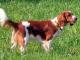 Welsh Springer Spaniel dog