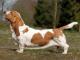 Basset Hound dog