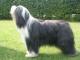Bearded Collie dog