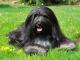Bearded Collie dog