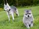 Alaskan Klee Kai dog