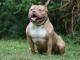 American Pit Bull Terrier dog