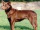 Australian Kelpie dog