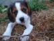 Beaglier dog