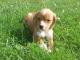 Beaglier dog