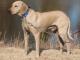 Black Mouth Cur dog