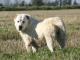 Central Asian Ovtcharka dog