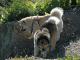 Chinese Foo  dog